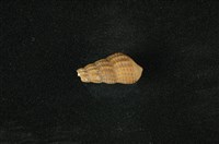 藏品(網蜷)的圖片